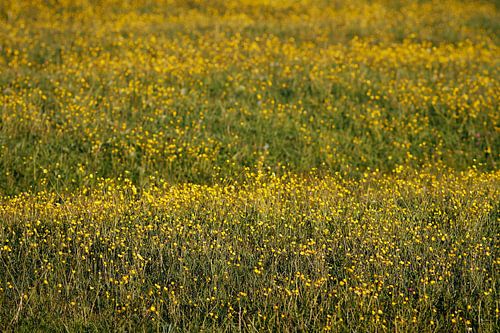 Boutons d'or sur Dalmuro