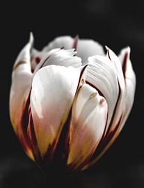Tulip Blossom