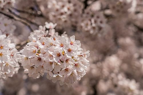 Sakura in Amsterdam - natuurfoto in bokeh