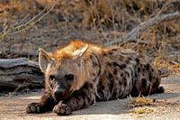 Hyenajong lying in Kruger Park South Africa
