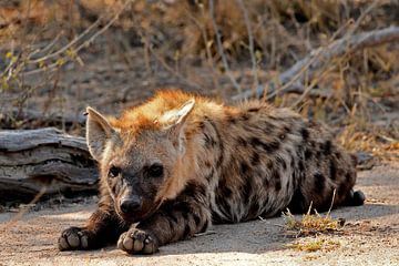 Hyenajong liggend in Krugerpark Zuid Afrika van Truus Hagen