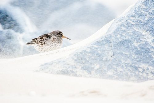 Paarse strandloper tijdens storm