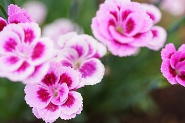 Pink Kisses, Close-up plant Dianthus van Nicole