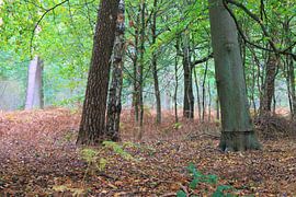 Old giants by Roger Hagelstein