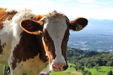 Costa Rica von Olga Milady Dignum