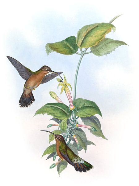 Ermite à queue noire, John Gould par Hummingbirds