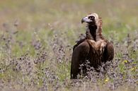 Gypaète moine sur le terrain par Beschermingswerk voor aan uw muur Aperçu