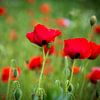 Champ de coquelicots sur Whis' photos