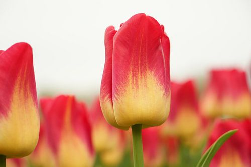 Tulpen auf dem Feld
