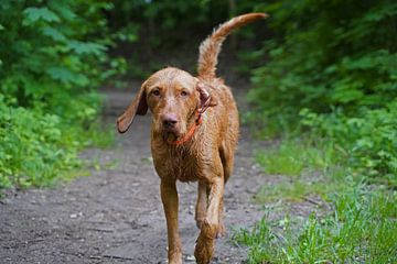 Op het bospad met een bruine Magyar Vizsla draadhaar.