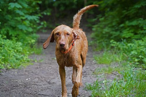 Op het bospad met een bruine Magyar Vizsla draadhaar.