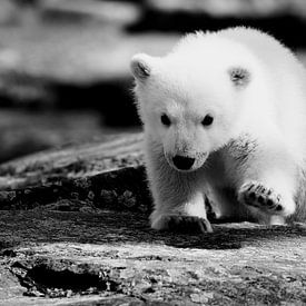 Petit ours polaire sur Frank Herrmann