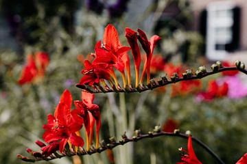 Branche de fleur rouge