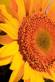 Tournesol sur Thomas Jäger