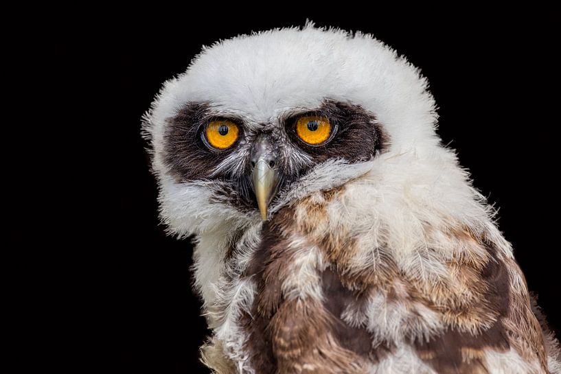 Nahaufnahme eines jungen Brillenbär Eule auf schwarz von Ben Schonewille