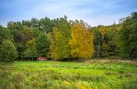 Hütte im Wald