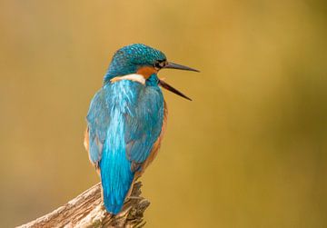 Calling Kingfisher, Alcedo Atthis by Gert Hilbink