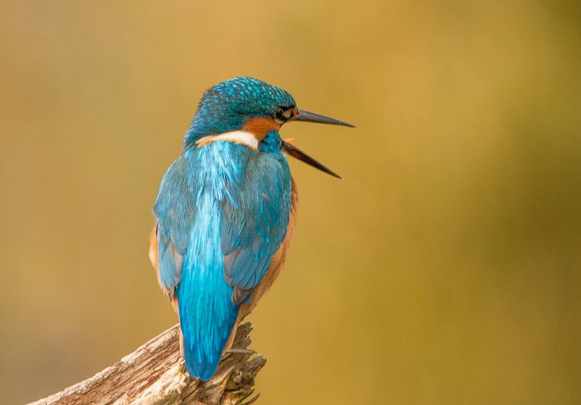 Appeler le martin-pêcheur, Alcedo Atthis par Gert Hilbink