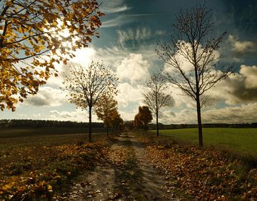 Mooie tegenlicht opname in de herfst in Mecklenburg van Wolfgang Unger