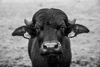 Intense Zwart-wit Portret van een Stier buffel