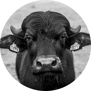 Intense Zwart-wit Portret van een Stier buffel van Femke Ketelaar
