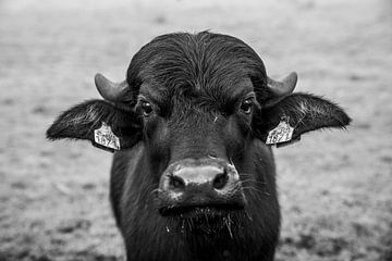 Intense Zwart-wit Portret van een Stier buffel van Femke Ketelaar
