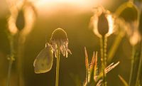 Vlinder in avondlicht van Jan Jongejan thumbnail