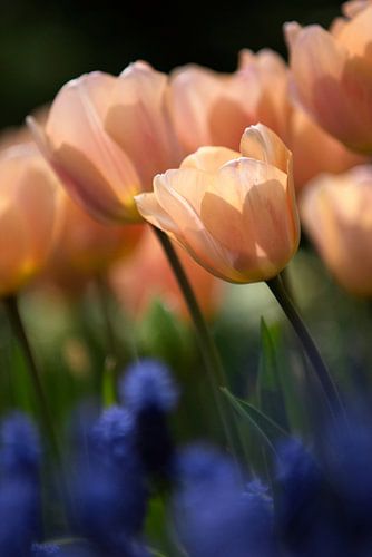 Hollandse Tulp Studie