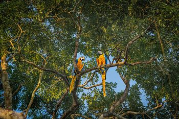 Couple de perroquets dans les arbres (ara bleu-jaune)