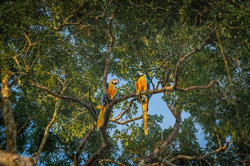 Parrot couple in the trees (blue-yellow macaw)
