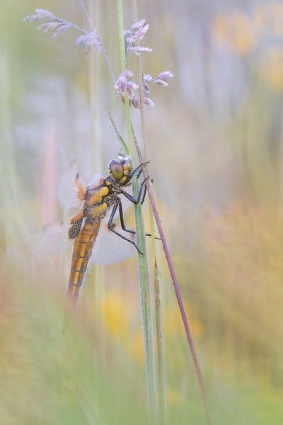 Libel van Moetwil en van Dijk - Fotografie