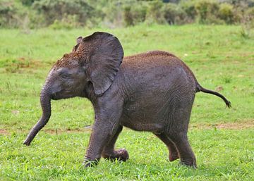Baby olifant 586