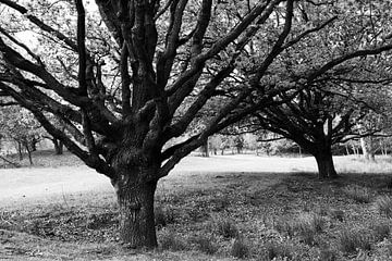 Twee eikenbomen. van M. van Oostrum