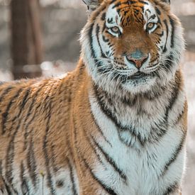 Tiger im Zoo von Esther van Engen