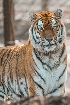 Tigre au zoo sur Esther van Engen