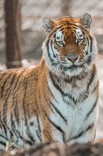 Tijger in de dierentuin