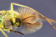 Tanzende Federmücke - Chironomidae von Rob Smit Miniaturansicht