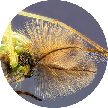 Dansende vedermug - Chironomidae