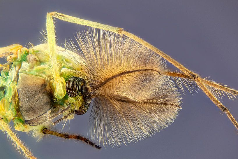 Tanzende Federmücke - Chironomidae von Rob Smit