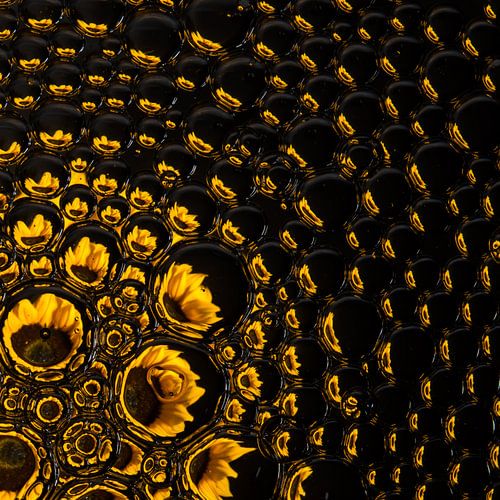 Stralend vierkant: Zonnebloem in druppels uitlopend