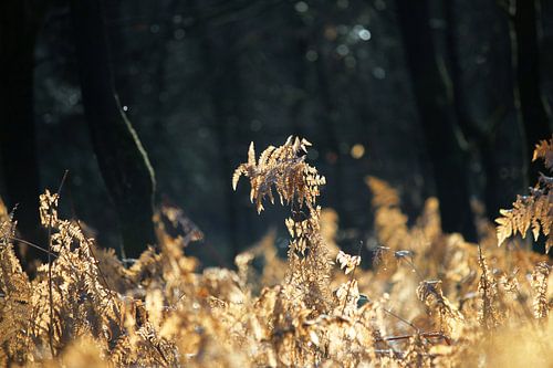 Gold farne von Ilse Rood
