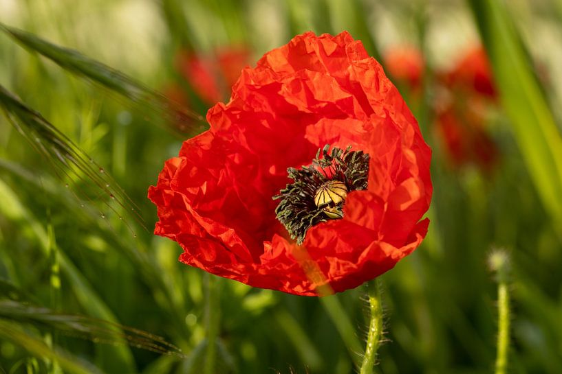 Poppy in the early morning light by Veronika Seliverstova