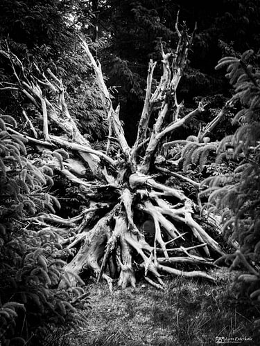 The last breath