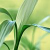 Lucky Bamboo van Violetta Honkisz