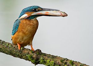 ijsvogel van Miranda Bos