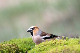 Appelvink in het bos van de Lemelerberg van Merijn Loch