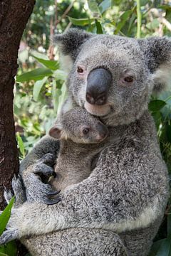 Koala (Phascolarctos cinereus) moeder knuffelt haar zeven maanden oude baby, Australië