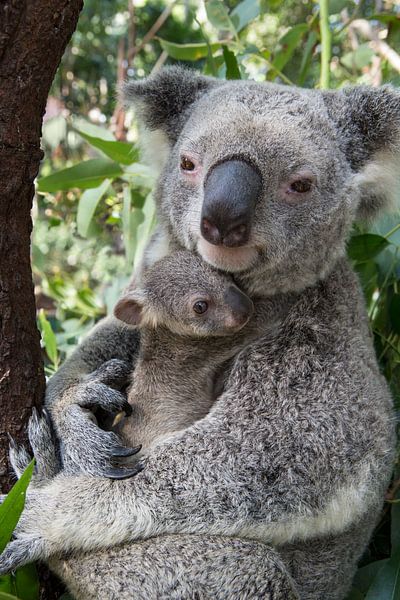 Koala (Phascolarctos cinereus) moeder knuffelt haar zeven maanden oude baby, Australië van Nature in Stock