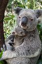 Koala (Phascolarctos cinereus) moeder knuffelt haar zeven maanden oude baby, Australië van Nature in Stock thumbnail