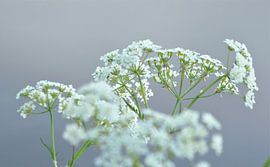 Kuhfladen von Anke Winters